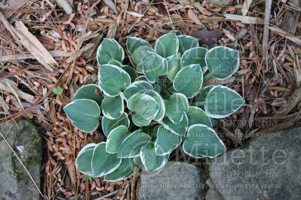 Hosta Country Mouse (Hosta funkia august lily) 2