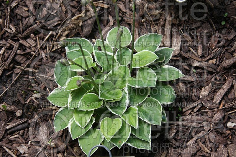 Hosta Country Mouse (Hosta funkia august lily)  1