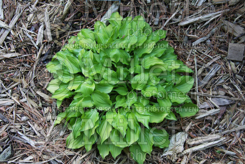 Hosta Cracker Crumbs (Hosta funkia august lily) 1