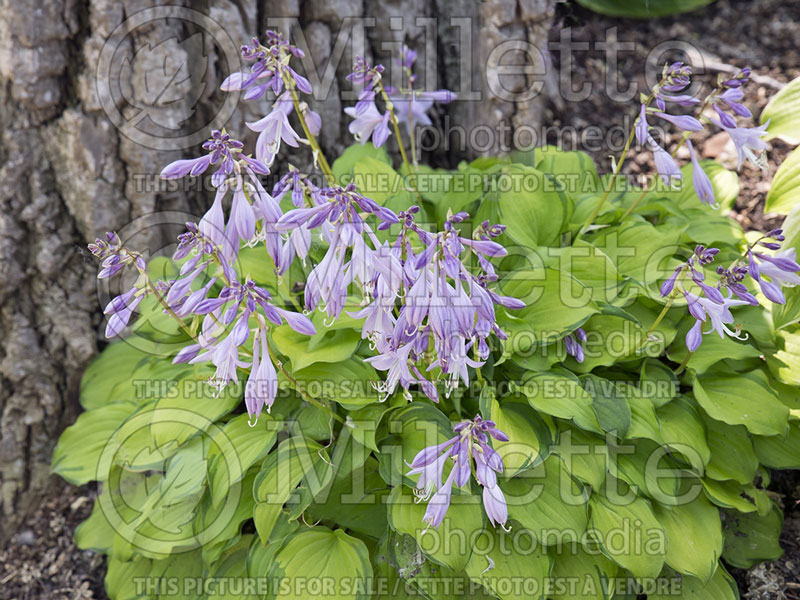 Hosta Cracker Crumbs (Hosta funkia august lily) 2