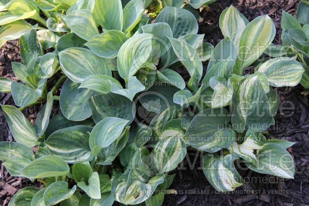 Hosta Crazy Quilt (Hosta funkia august lily) 1 