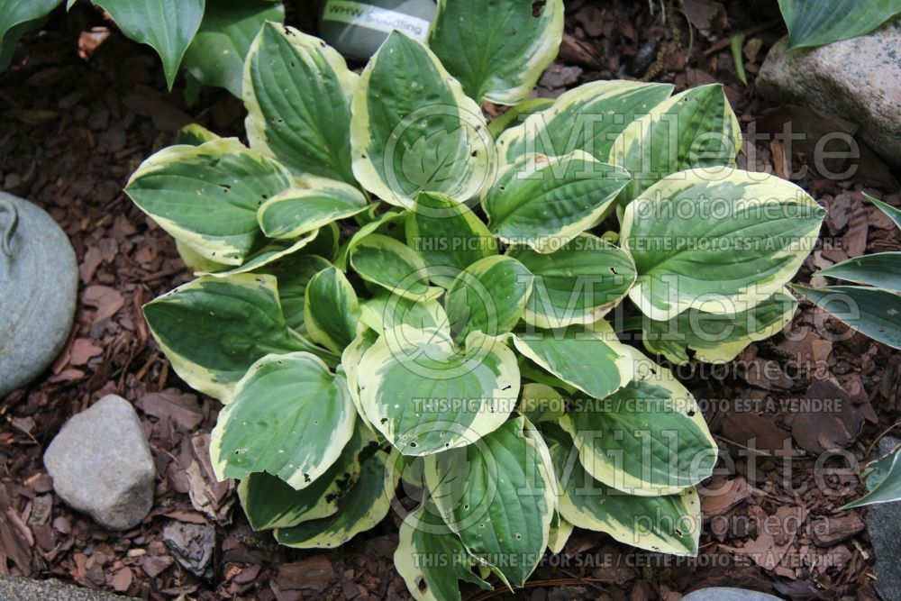 Hosta Cream Cheese (Hosta funkia august lily) 1 