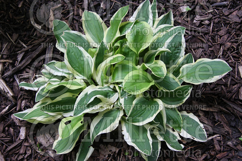 Hosta Crepe Soul (Hosta funkia august lily) 1