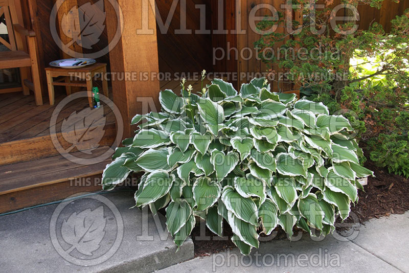 Hosta Crispula (Hosta funkia august lily) 1