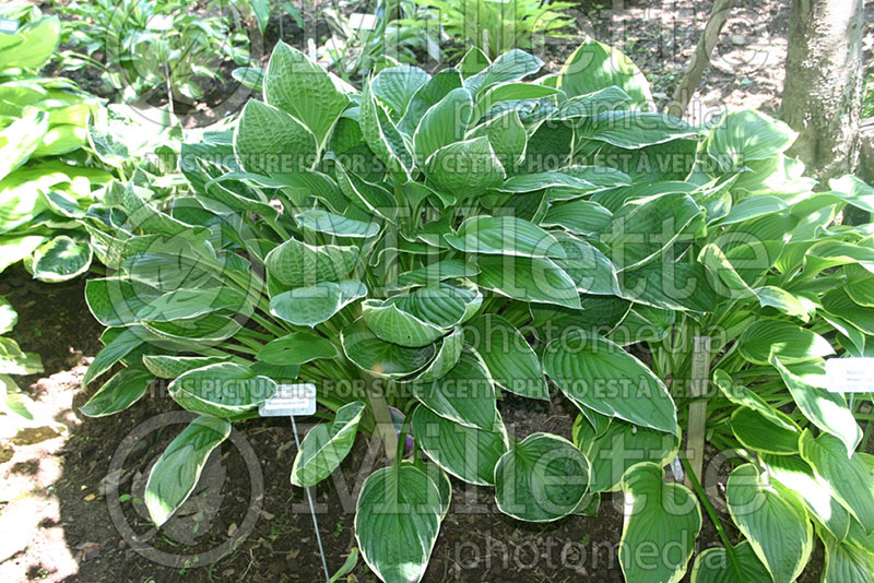 Hosta Crowned Imperial (Hosta funkia august lily) 1 