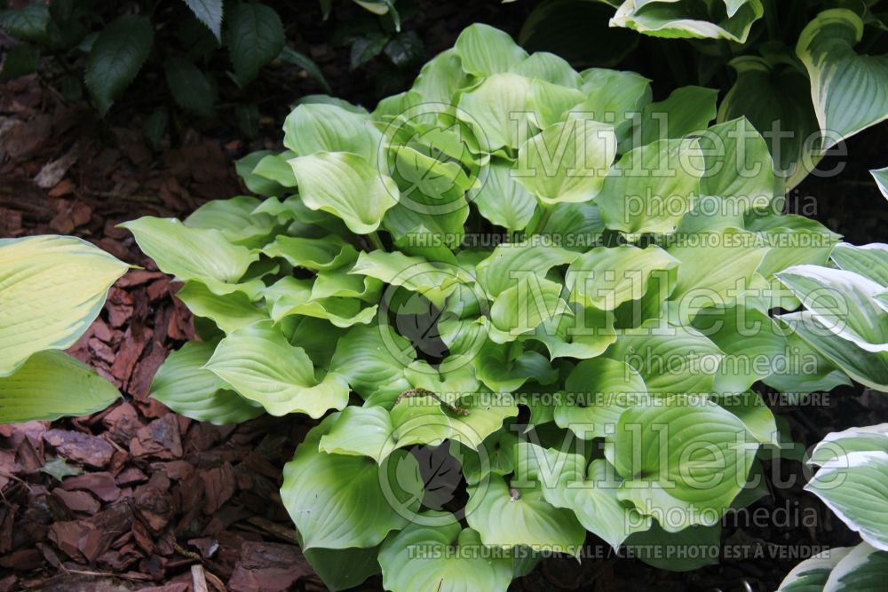 Hosta Crumb Cake (Hosta funkia august lily) 1 