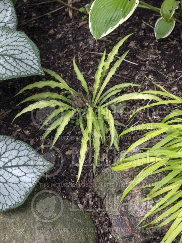 Hosta Curly Fries (Hosta funkia august lily) 4