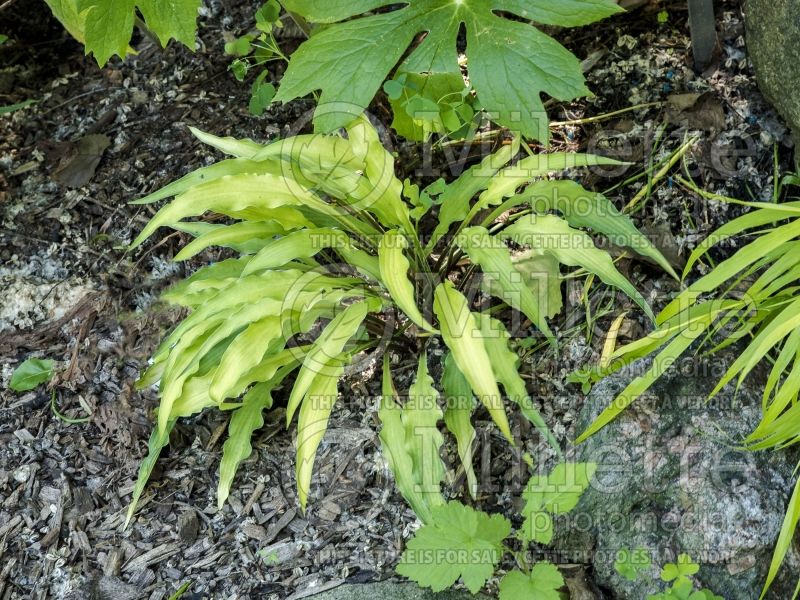 Hosta Curly Fries (Hosta funkia august lily) 5