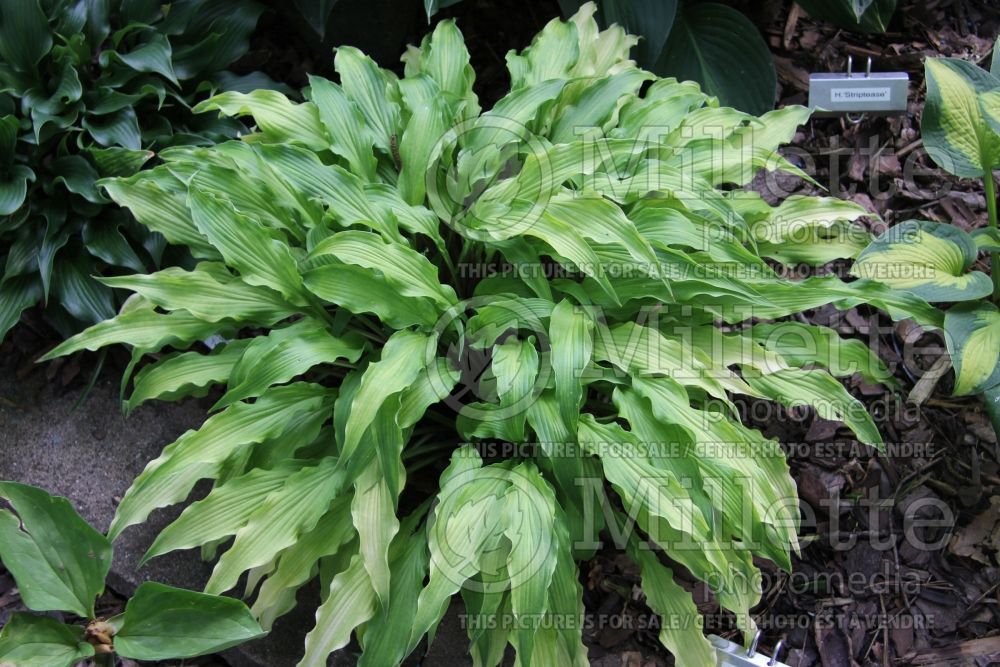 Hosta Curly Fries (Hosta funkia august lily) 6