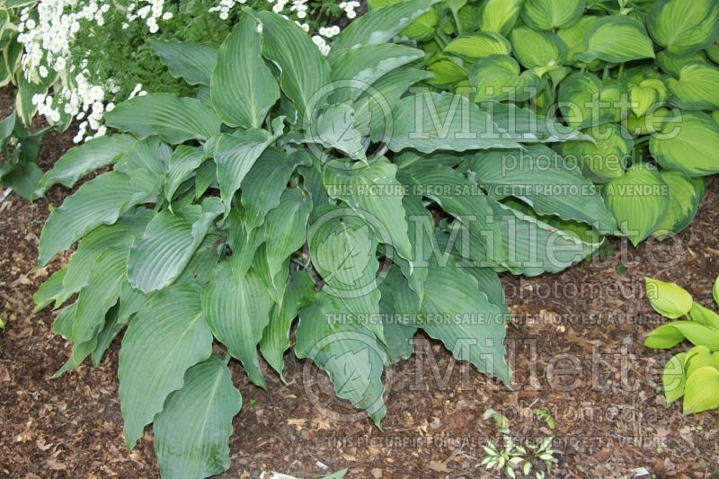 Hosta Cutting Edge (Hosta funkia august lily) 1 