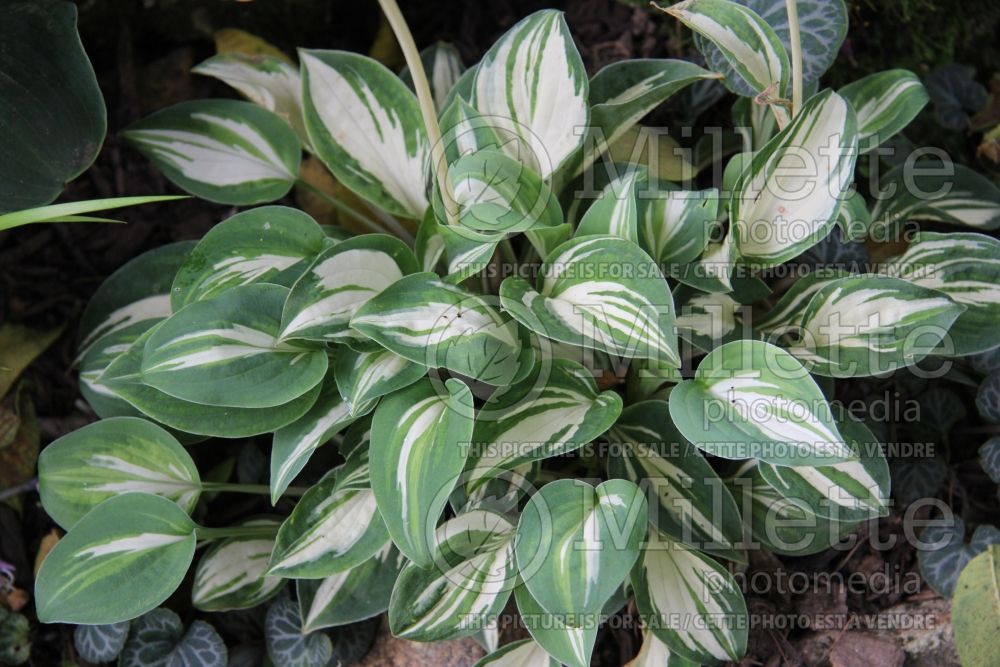 Hosta Dancing Mouse (Hosta funkia august lily) 1
