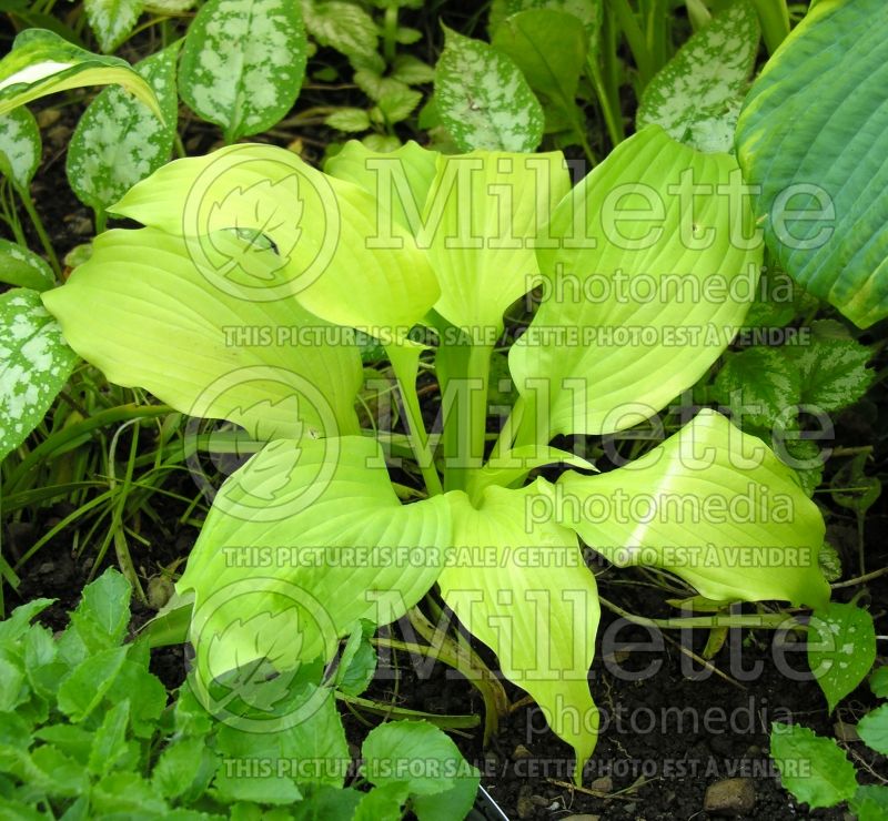 Hosta Dancing Queen  (Hosta funkia august lily) 2 