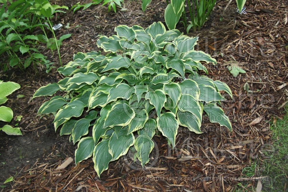 Hosta Dark Star  (Hosta funkia august lily) 1 