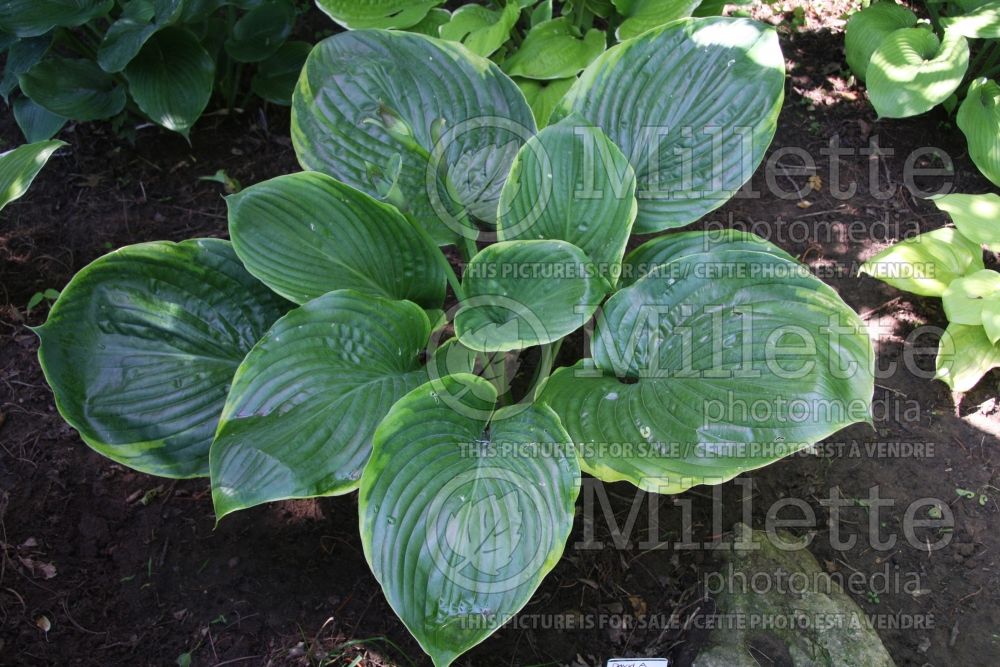 Hosta David A Haskell (Hosta funkia august lily) 1