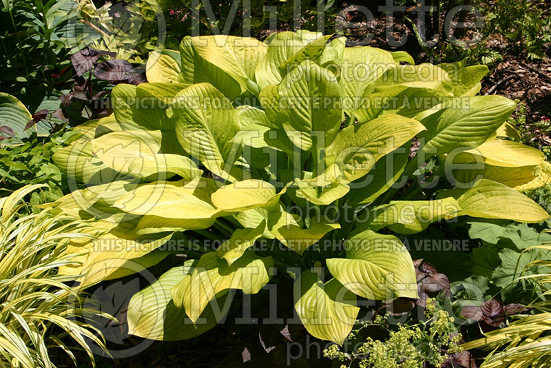 Hosta Daybreak (Hosta funkia august lily) 1 