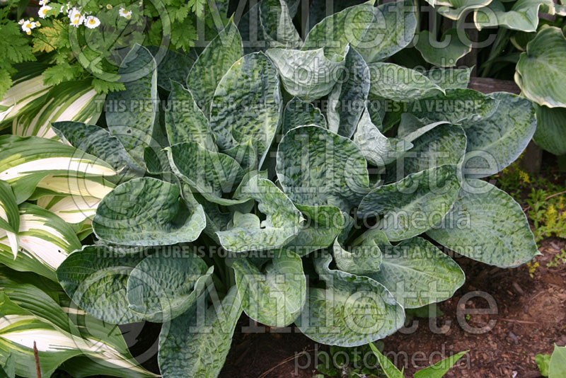 Hosta Deep Blue Sea (Hosta funkia august lily) 1