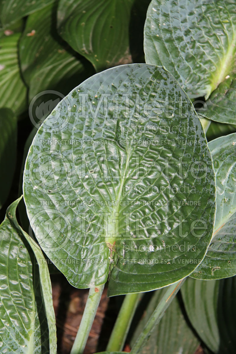 Hosta Deep Blue Sea (Hosta funkia august lily) 2