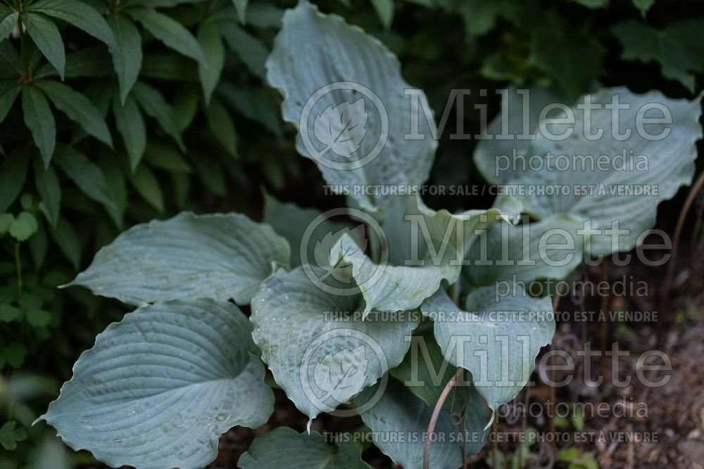 Hosta Diamond Lake (Hosta funkia august lily) 3 