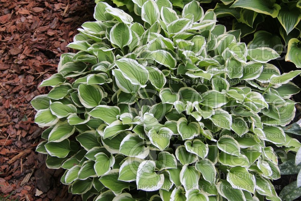 Hosta Diamond Tiara (Hosta funkia august lily) 2 