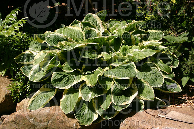 Hosta Diana Remembered (Hosta funkia august lily) 1