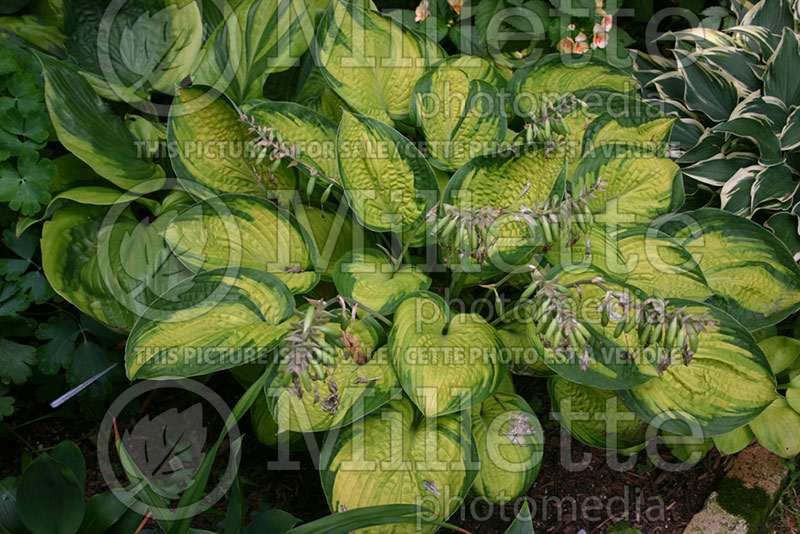 Hosta Dick Ward (Hosta funkia august lily) 1