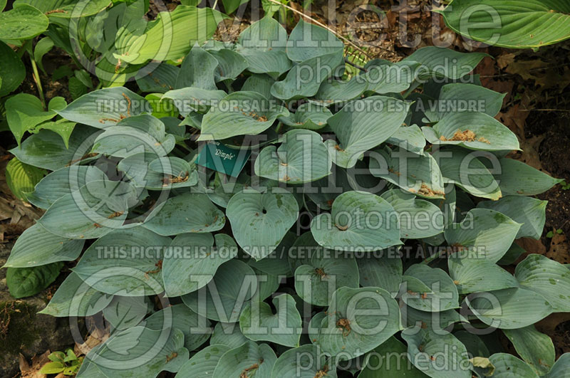 Hosta Dimple (Hosta funkia august lily) 1 