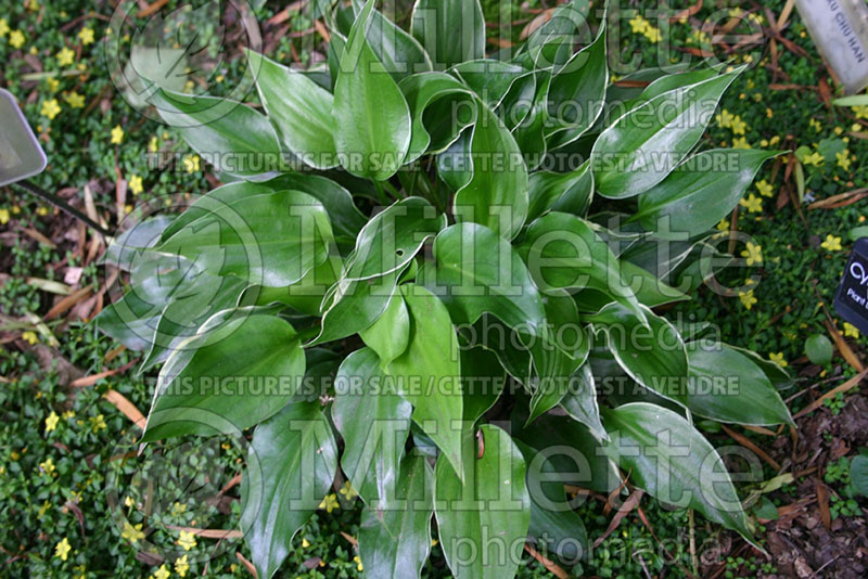 Hosta Dixie Chick (Hosta funkia august lily) 1