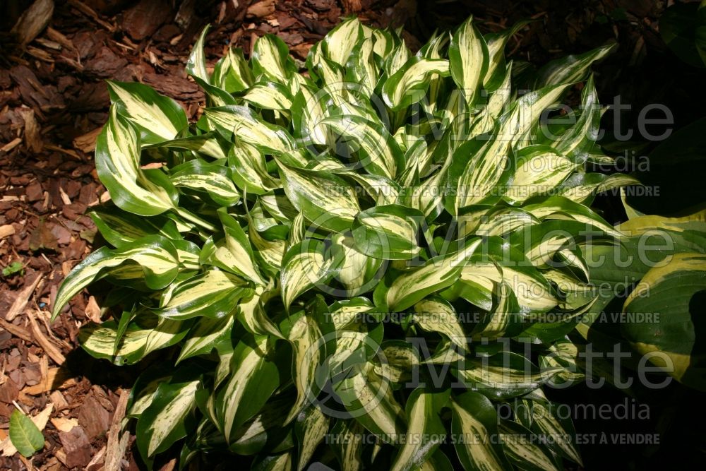 Hosta Dixie Chickadee (Hosta funkia august lily) 2