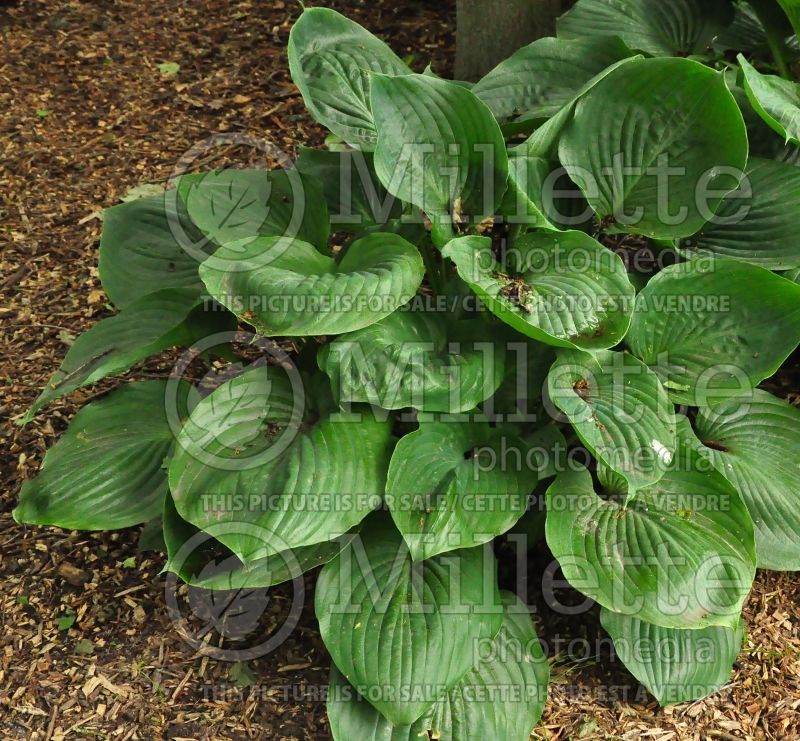 Hosta Domaine de Courson (Hosta funkia august lily)  1