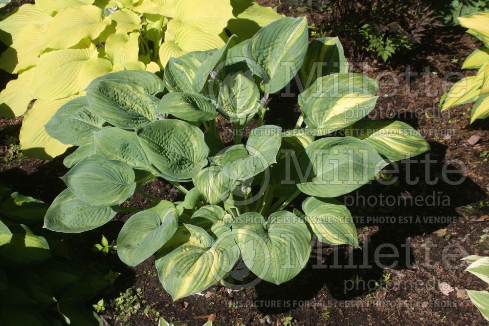 Hosta Dorothy Benedict (Hosta funkia august lily) 1