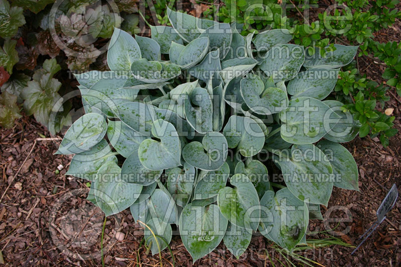 Hosta Dorset Blue (Hosta funkia august lily)  1