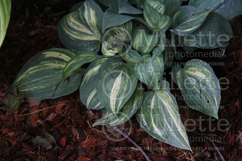 Hosta Dorset Clown (Hosta funkia august lily) 2 