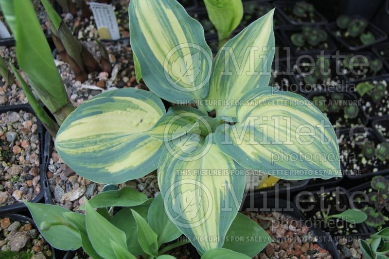 Hosta Dorset Clown (Hosta funkia august lily) 1 