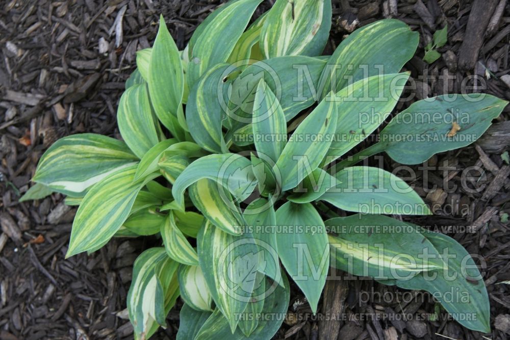 Hosta Dorset Clown (Hosta funkia august lily) 3 