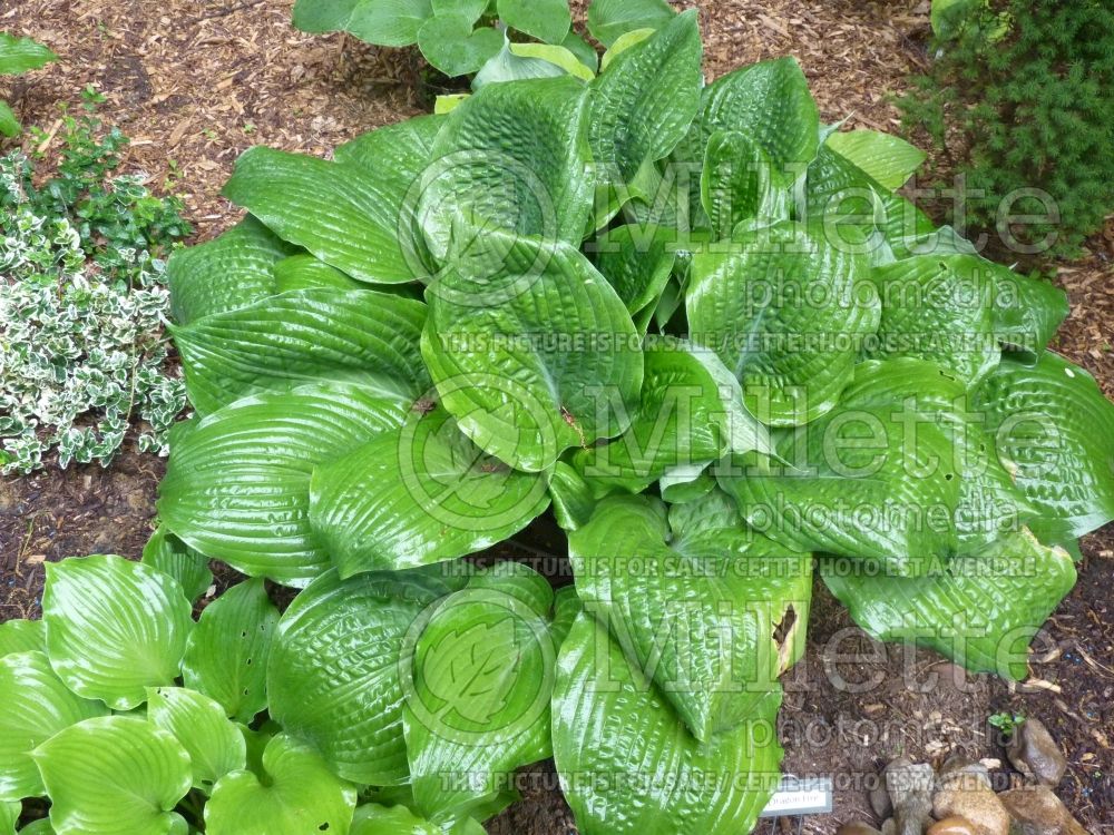 Hosta Dragon Fire (Hosta funkia august lily) 1