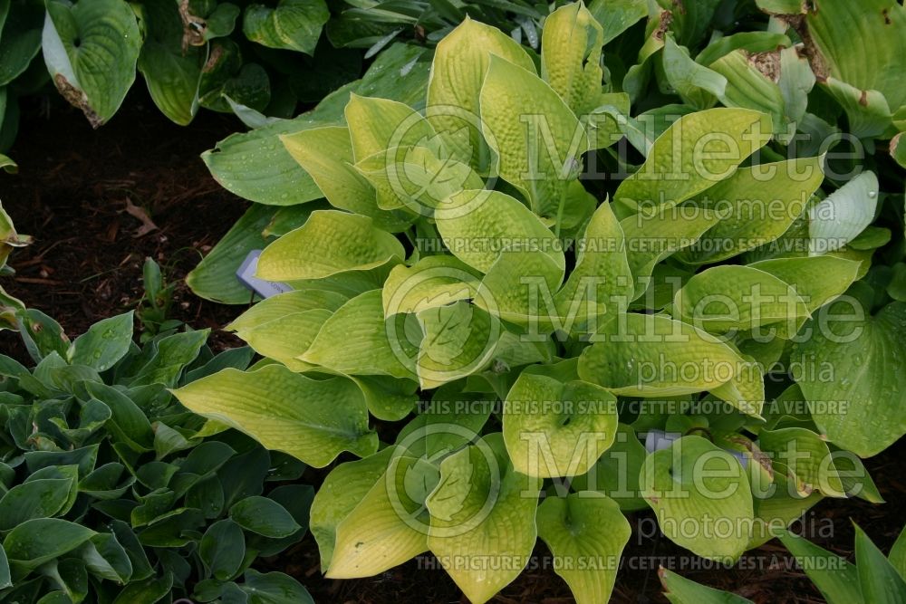 Hosta Drawn Butter (Hosta funkia august lily) 1