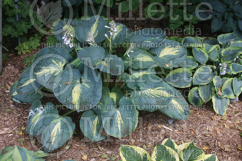 Hosta Dream Queen (Hosta funkia august lily) 1