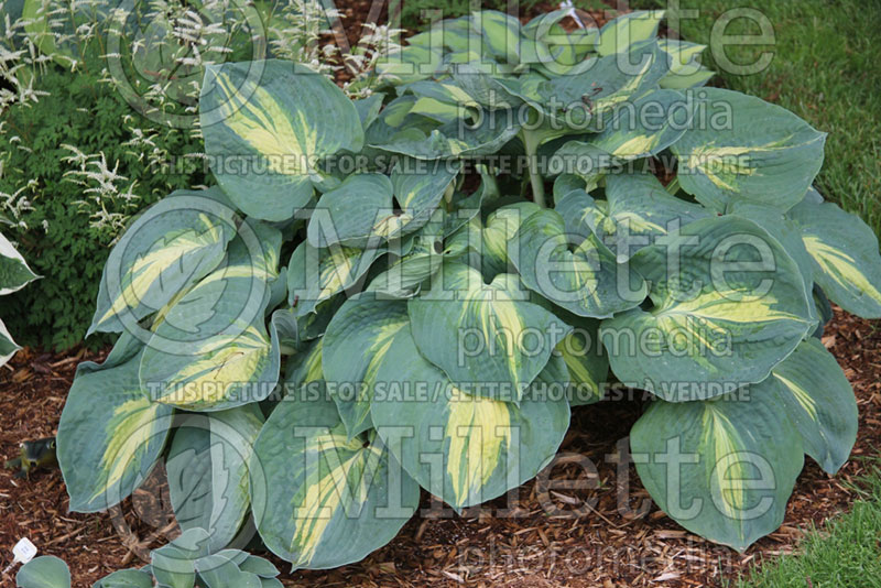 Hosta Dream Weaver (Hosta funkia august lily) 1 