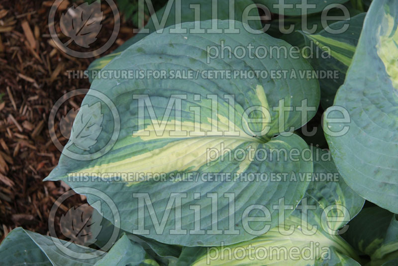 Hosta Dream Weaver (Hosta funkia august lily) 2 