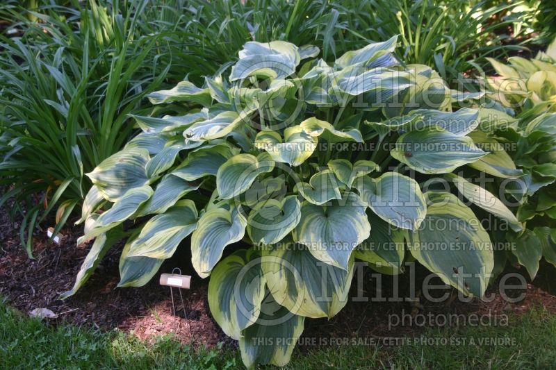 Hosta Earth Angel (Hosta funkia august lily) 4 