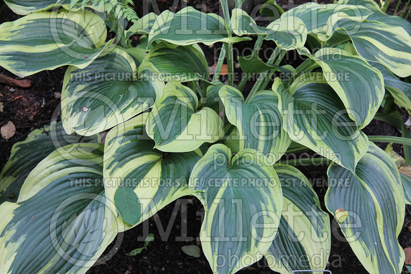 Hosta Earth Angel (Hosta funkia august lily) 2 