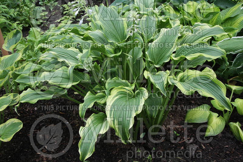 Hosta Ebb Tide (Hosta funkia august lily) 1