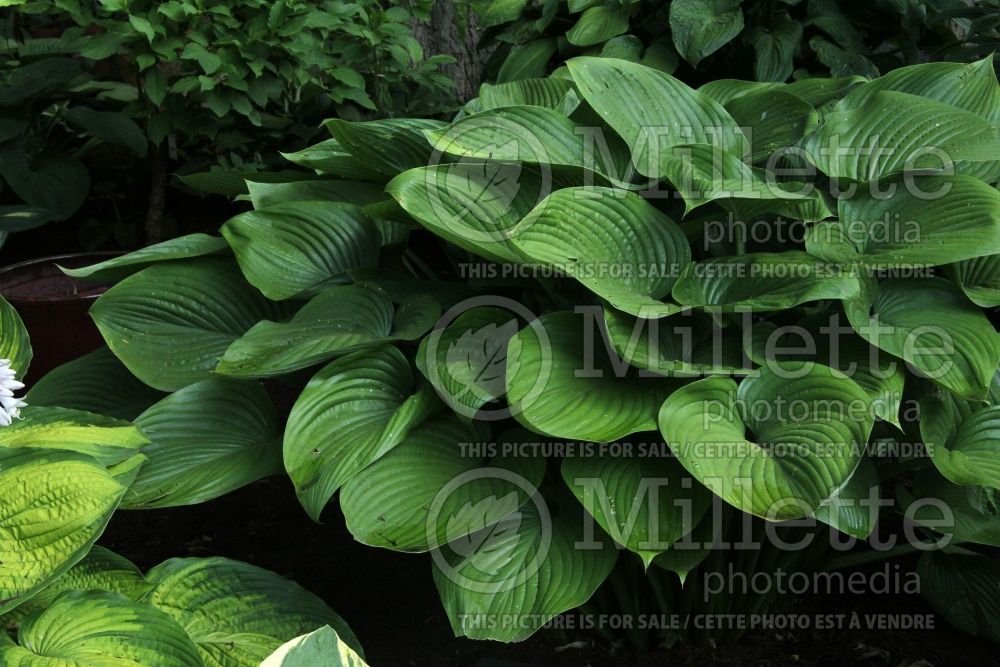 Hosta Elatior (Hosta funkia august lily) 1