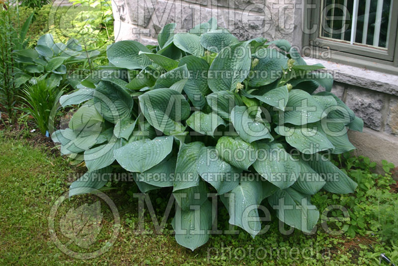 Hosta Elegans (Hosta funkia august lily) 2 