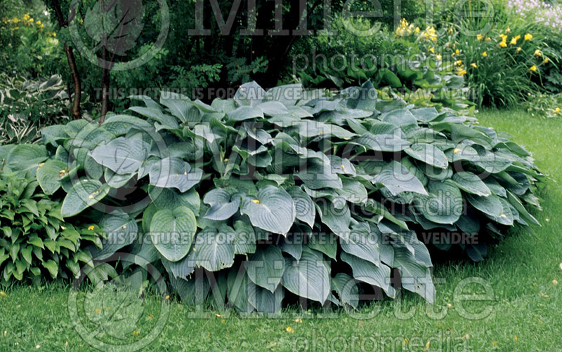 Hosta Elegans (Hosta funkia august lily) 3 