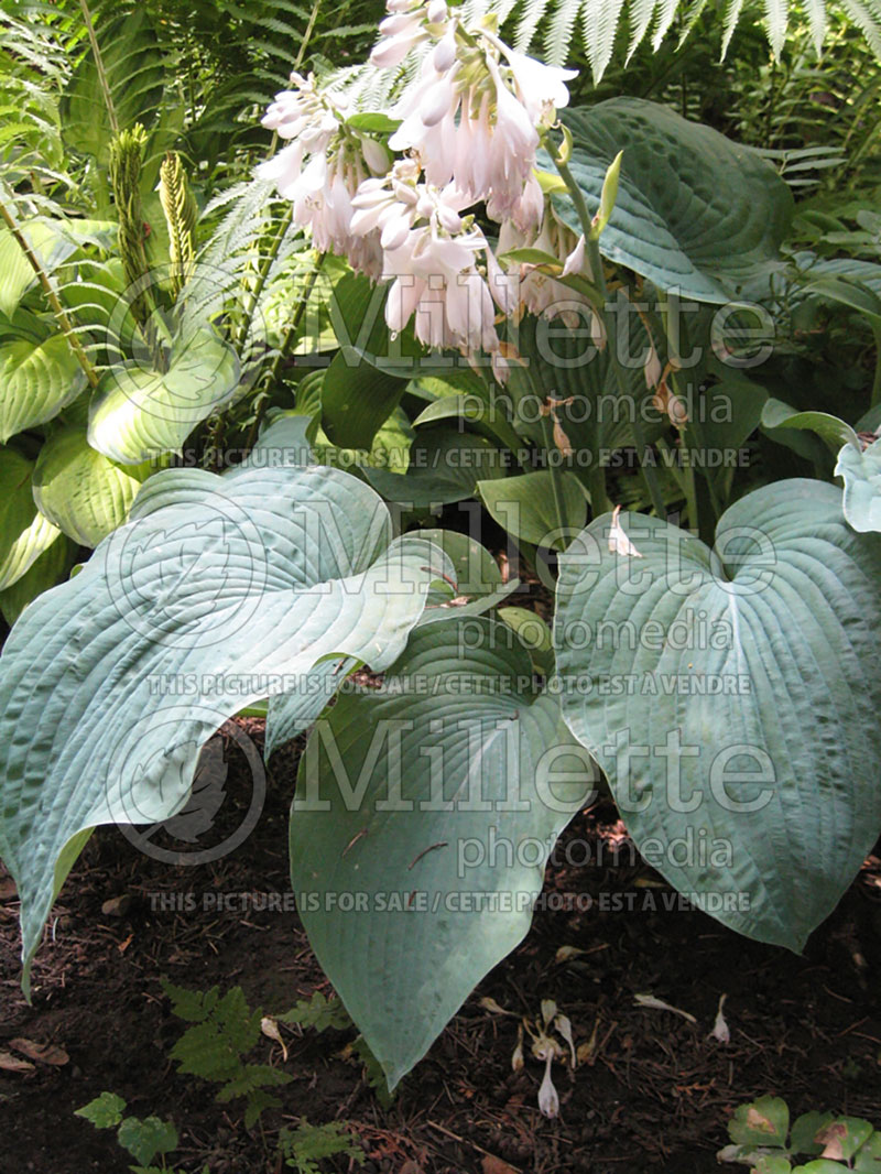 Hosta Elegans (Hosta funkia august lily) 5 