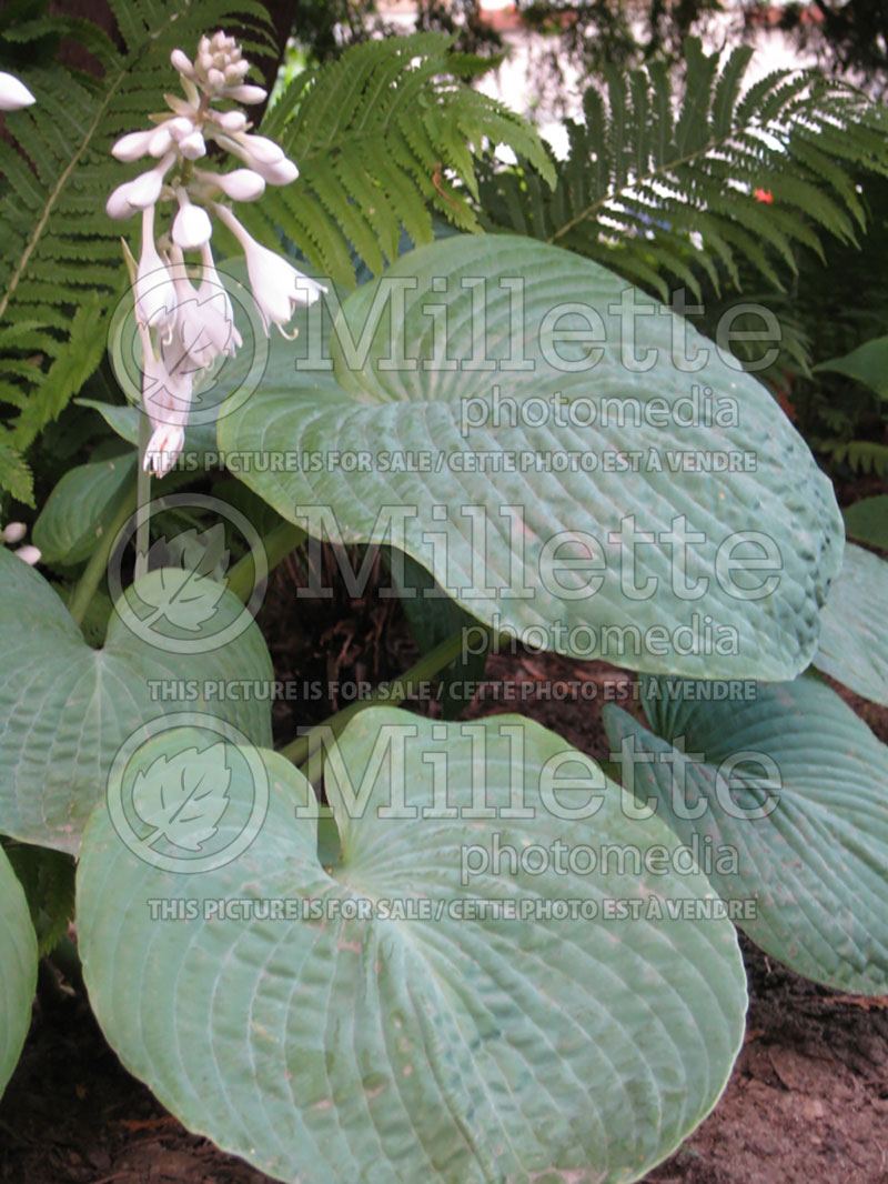 Hosta Elegans (Hosta funkia august lily) 4 