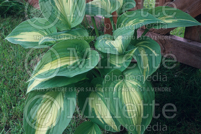 Hosta Elizabeth Campbell (Hosta funkia august lily) 1 