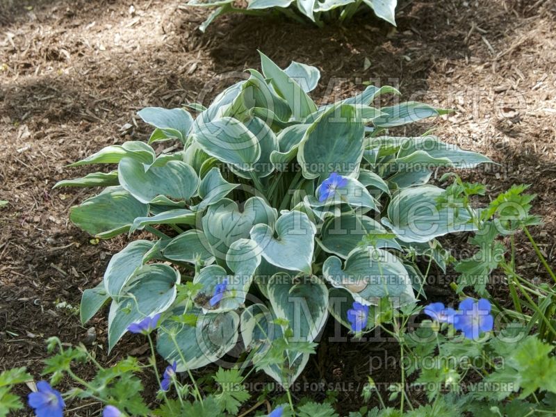 Hosta El Nino (Hosta funkia august lily) 5 