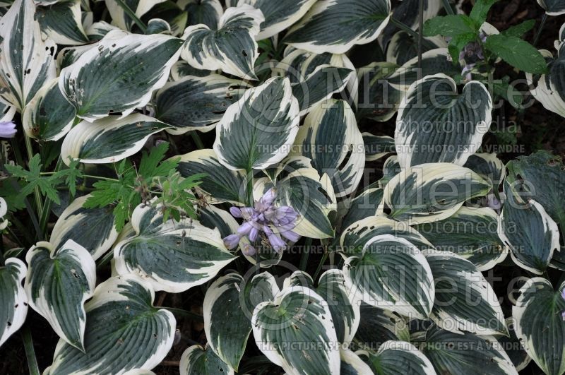 Hosta El Nino (Hosta funkia august lily) 2 